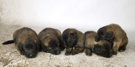 Die Kuschelguppe